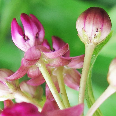 Asclepias purpurascens - Purple milkweed  - flower - green sepals, and reflexed petals