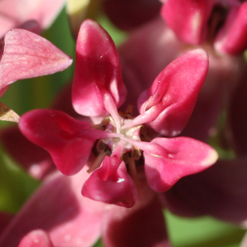 Asclepias purpurascens - Purple milkweed  - flower structure, morphology 