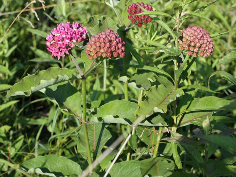 Asclepias purpurascens - Purple milkweed  - plant 