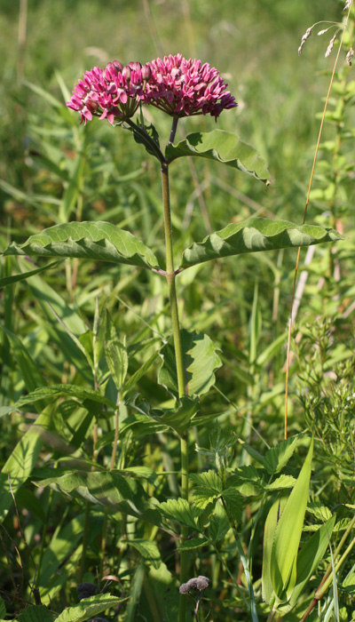 Asclepias purpurascens - Purple milkweed  - plant 