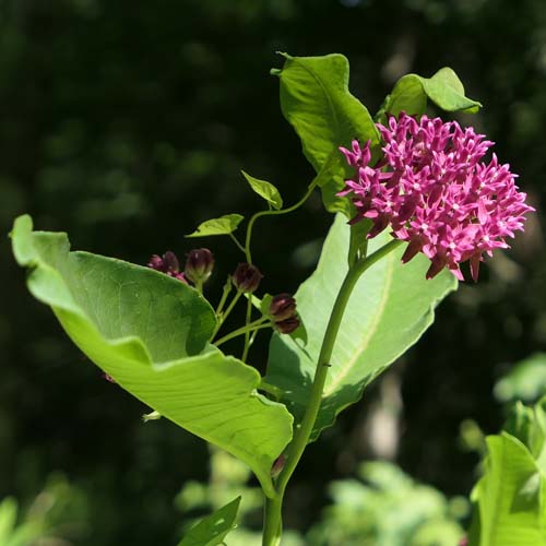 Asclepias purpurascens - Purple milkweed  - inflorescence