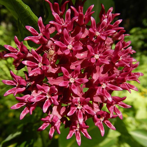 Asclepias purpurascens - Purple milkweed  - inflorescence