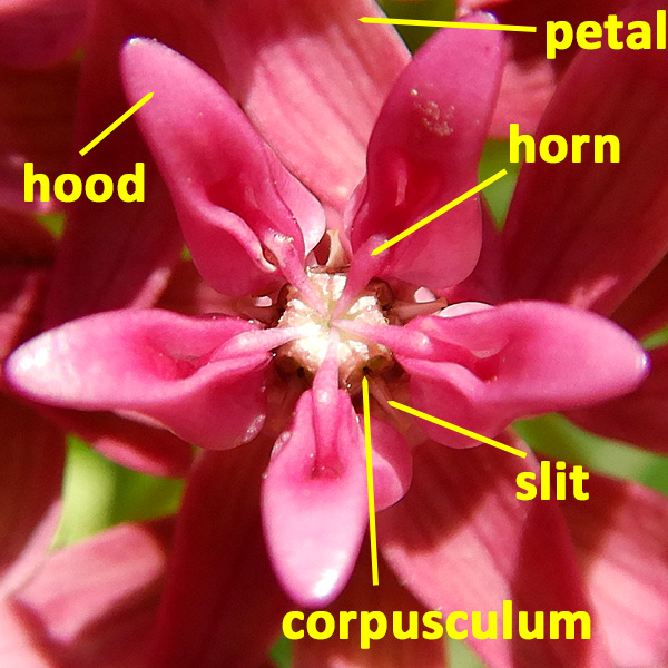 Asclepias purpurascens - Purple milkweed  - flower structure, morphology 