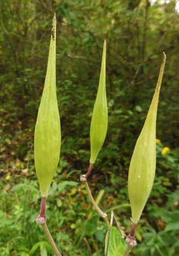 Asclepias purpurascens - Purple milkweed  - seed pods, follicles