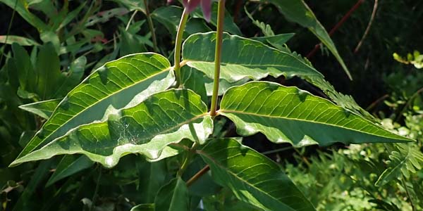 Asclepias rubra - Red   milkweed, leaves