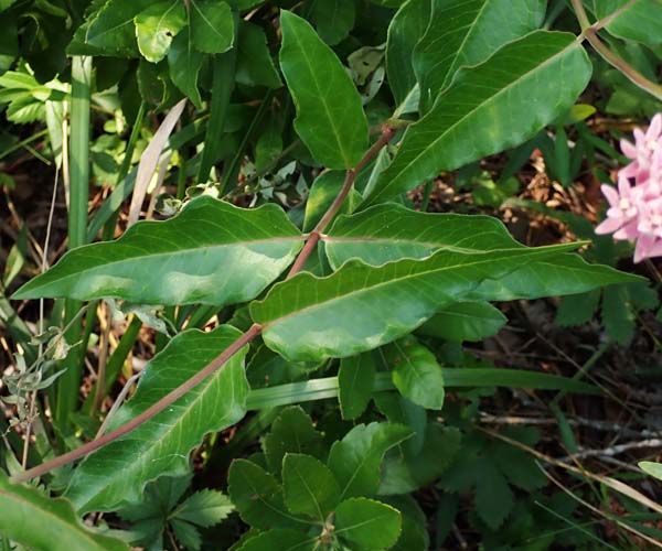 Asclepias rubra - Red   milkweed, leaves