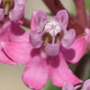 <i>Asclepias incarnata</i> ( Swamp Milkweed )