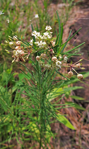 Asclepias verticillata - Whorled   milkweed  - plant 