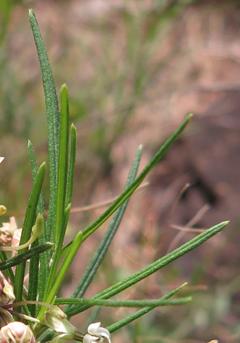 Asclepias verticillata - Whorled   milkweed, leaves