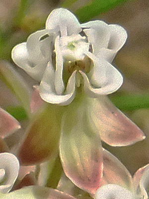 Asclepias verticillata - Whorled   milkweed, flower close up, structure, hood, horn