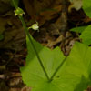 <i>Mitella diphylla</i> ( Miterwort ) - This shows the tiny flowers on the stalk.  The midstem leaves that are sessile can easily be seen.  Beneath are basal leaves that look the same but have petioles (stems)