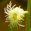 <i>Mitella diphylla</i> ( Miterwort ) - Flowers are about 1/8 inch across.  On close examination the 5 delicately fringed petals can be seen.