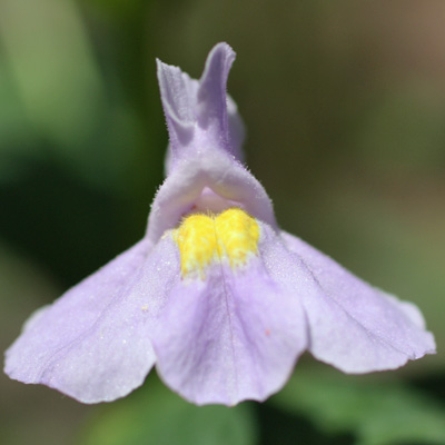 Mimulus ringens - Allegheny monkeyflower - flower - close up