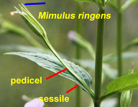 Mimulus ringens - Allegheny monkeyflower - identification keys
