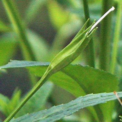 Mimulus ringens - Allegheny monkeyflower - Fruit 