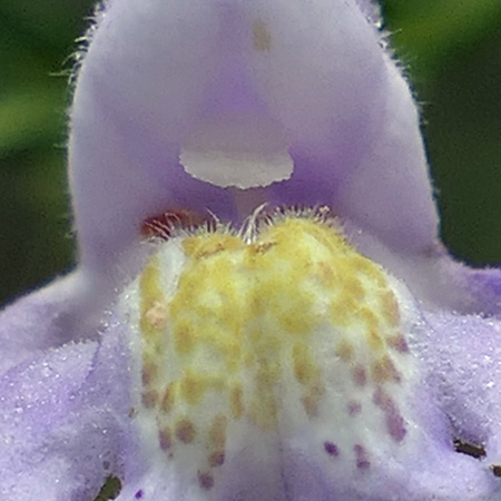 Mimulus ringens - Allegheny monkeyflower - flower - close up