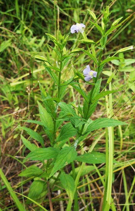 Mimulus ringens - Allegheny monkeyflower - plant