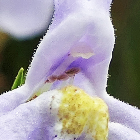 Mimulus ringens - Allegheny monkeyflower - flower - stigma, anthers