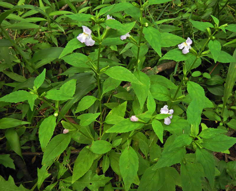 Mimulus alatus - winged monkeyflower - habitat