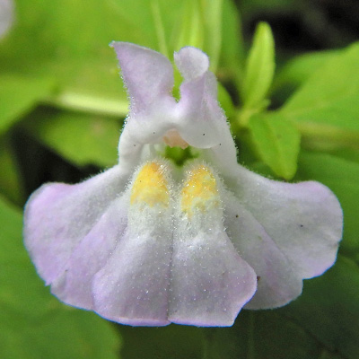 Mimulus alatus - winged monkeyflower - flower - close up