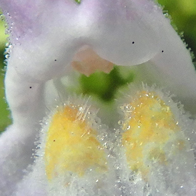 Mimulus alatus - winged monkeyflower - flower - close up