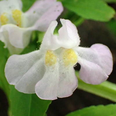 Mimulus alatus - winged monkeyflower - flower - close up