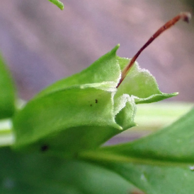 Mimulus alatus - winged monkeyflower - Fruit 