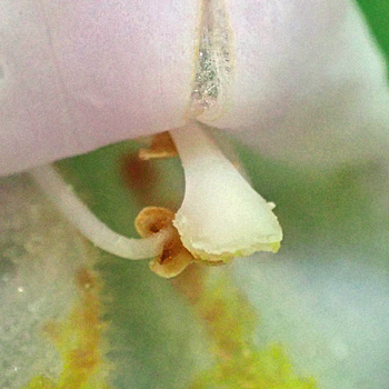 Mimulus alatus - winged monkeyflower - flower - close up