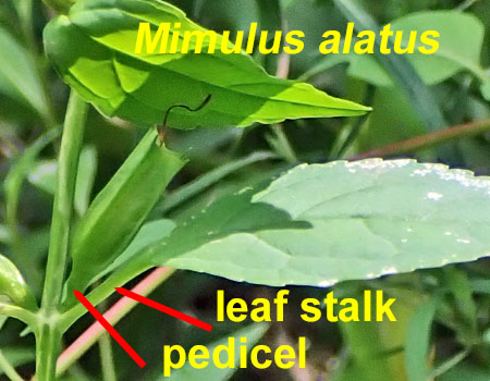 Mimulus alatus - winged monkeyflower - identification keys
