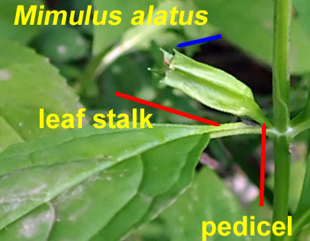 Mimulus alatus - winged monkeyflower - identification keys