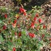 <i>Aquilegia canadensis</i> ( Wild Columbine ) - We came across a large population along the Mt Tammany Trail in the Delaware Water Gap, where the trail opened up to give a view of the valley and the rocky slopes