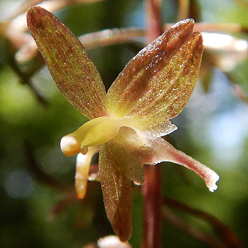 Tipularia discolor - Cranefly orchid  - flower structure, morphology, petals, sepals, column 