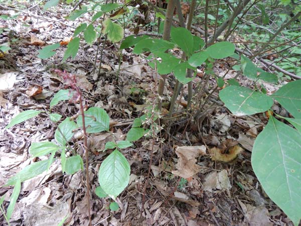 Tipularia discolor - Cranefly orchid  - plant - habitat forest