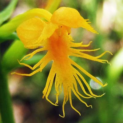 Platanthera cristata - Yellow Crested Orchid -  Flower closeup front view  labellum - www.AwesomeNativePlants.info