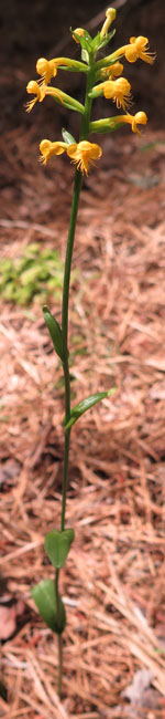 Platanthera cristata - Yellow Crested Orchid plant - www.AwesomeNativePlants.info