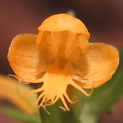 Platanthera cristata - Yellow Crested Orchid -  Flower closeup front view  labellum - www.AwesomeNativePlants.info