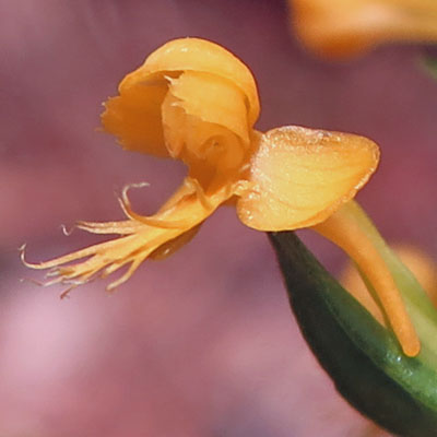 Platanthera cristata - Yellow Crested Orchid -  Flower closeup side view - www.AwesomeNativePlants.info