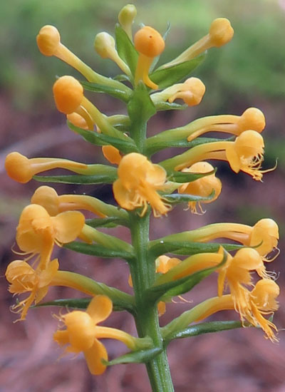 Platanthera cristata - Yellow Crested Orchid - Flower cluster, infloresence - www.AwesomeNativePlants.info