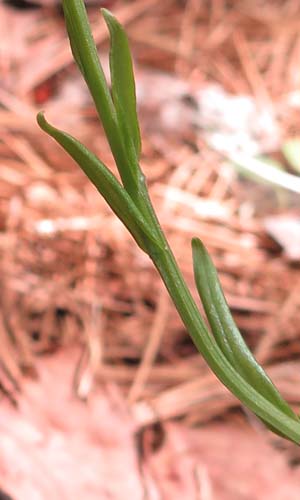 Platanthera cristata - Yellow Crested Orchid - small narrow leaves on stem - www.AwesomeNativePlants.info