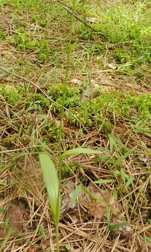 Platanthera cristata - Yellow Crested Orchid - larger narrow leaves lower on the stem - www.AwesomeNativePlants.info