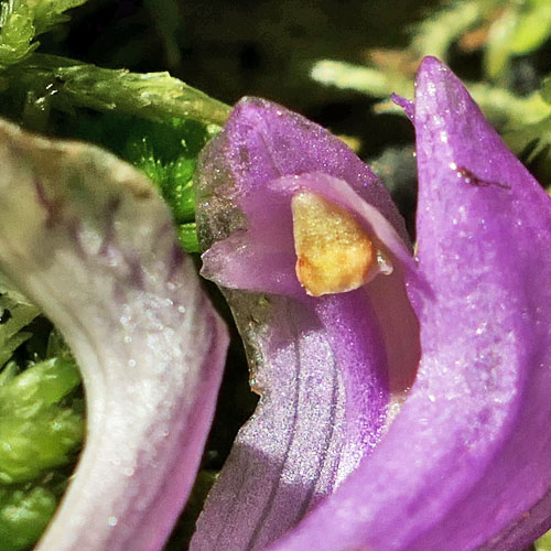 Arethusa bulbosa - Dragon's Mouth - flower, column, pollinia Arethusa bulbosa - Dragon's Mouth - flower, column, pollinia