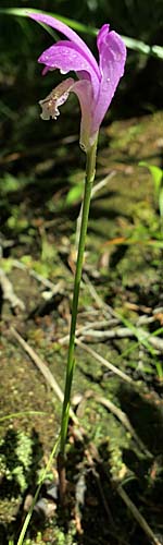 Arethusa bulbosa - Dragon's Mouth, plant, flower,stem,leaf Arethusa bulbosa - Dragon's Mouth, plant, flower,stem,leaf
