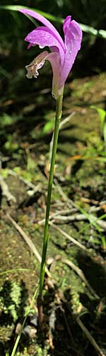 Arethusa bulbosa - Dragon's Mouth, plant, flower,stem,leaf 