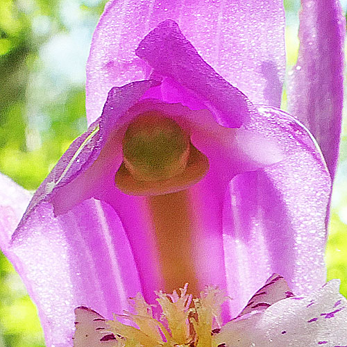 Arethusa bulbosa - Dragon's Mouth - flower, column, anther, stigma Arethusa bulbosa - Dragon's Mouth - flower, column, anther, stigma