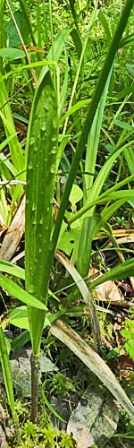 Arethusa bulbosa - Dragon's Mouth, stem, leaf 