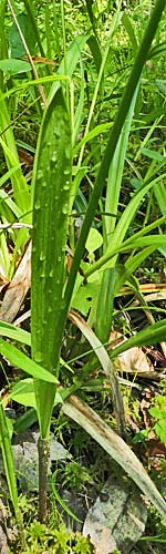 Arethusa bulbosa - Dragon's Mouth, stem, leaf Arethusa bulbosa - Dragon's Mouth, stem, leaf