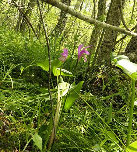 Arethusa bulbosa - Dragon's Mouth, plants, habitat 