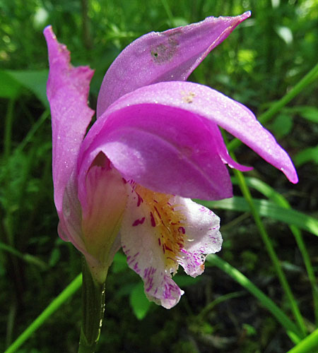 Arethusa bulbosa - Dragon's Mouth - flower, front, sepals, petals, labellum, lip Arethusa bulbosa - Dragon's Mouth - flower, front, sepals, petals, labellum, lip