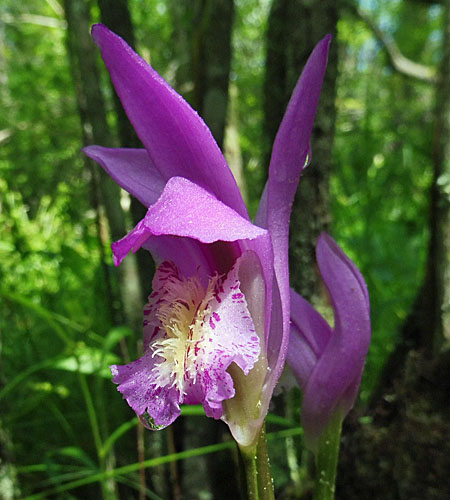 Arethusa bulbosa - Dragon's Mouth - Flower, front, sepals, petals, labellum, lip Arethusa bulbosa - Dragon's Mouth - flower, front, sepals, petals, labellum, lip