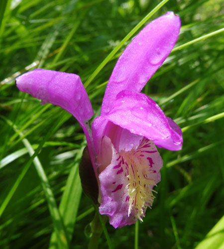 Arethusa bulbosa - Dragon's Mouth - flower, front, sepals, petals, labellum, lip Arethusa bulbosa - Dragon's Mouth - flower, front, sepals, petals, labellum, lip